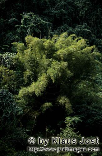 Rainforest/Viti Levu/Fiji        Fast-growing bamboo in the rainforest
