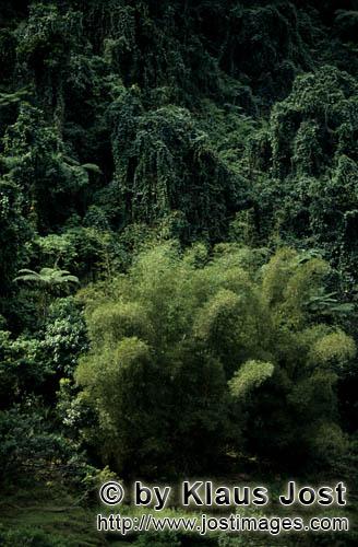 Rainforest/Viti Levu/Fiji        Bamboo concentration in Fiji rainforest        