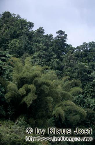 Fiji Regenwald/Fiji Rainforest        Bamboo in the rainforest    