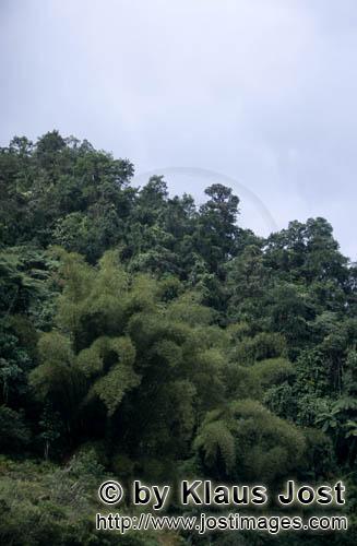 Fiji Regenwald/Fiji Rainforest        Fiji rainforest        