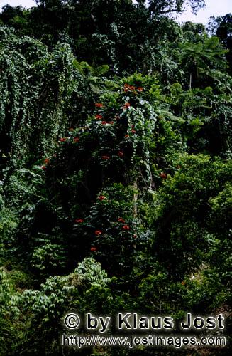Rainforest/Viti Levu/Fiji        Red flowers in the Fiji rainforest        