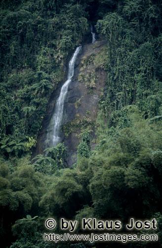 Rainforest/Viti Levu/Fiji        Waterfall surrounded by greenery of the jungle    