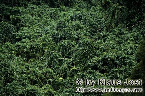 Rainforest/Viti Levu/Fiji        Lush Fiji jungle -Green    
