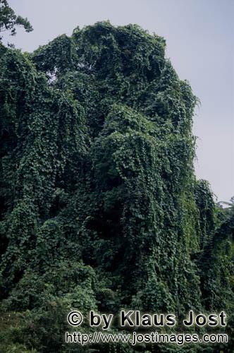 Rainforest/Viti Levu/Fiji        Green Wall in the rain forest    