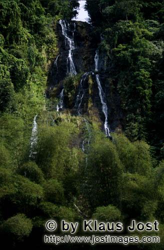 Rainforest/Viti Levu/Fiji        Waterfall and bamboo in the rainforest    
