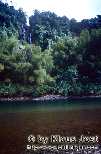 Rainforest/Viti Levu/Fiji        Rainforest on Navua River        