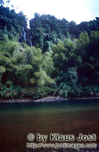 Rainforest/Viti Levu/Fiji        Junger on the Navua River                