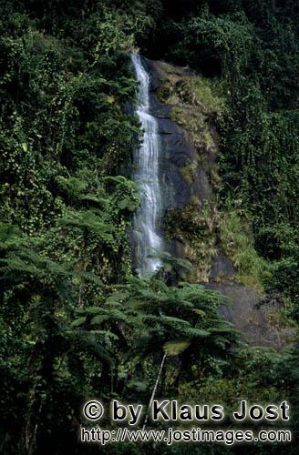 Rainforest/Viti Levu/Fiji        Waterfall in the jungle    