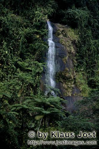 Rainforest/Viti Levu/Fiji        Waterfall in dense Fiji rainforest        