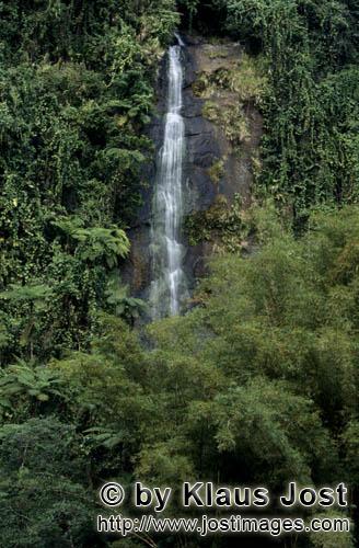 Rainforest/Viti Levu/Fiji        Waterfall in the middle of the Fijian rainforest        
