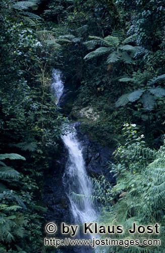 Rainforest/Viti Levu/Fiji        Waterfall in the Evergreen rainforest