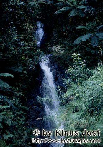 Wasserfall im Fiji Regenwald/Waterfall in the Fiji rainforest        Waterfall in the Fiji rainfores