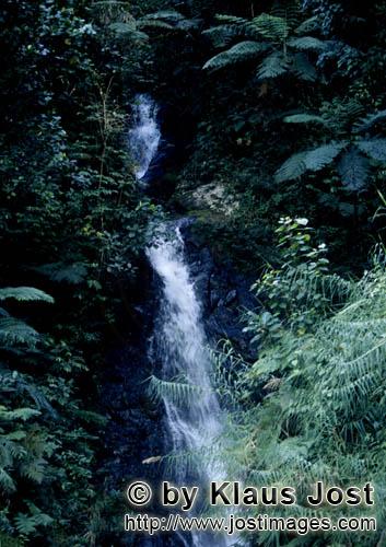 Rainforest/Viti Levu/Fiji        Fascinating waterfall in the Fiji rainforest    