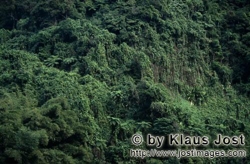 Rainforest/Viti Levu/Fiji        Evergreen rainforest    