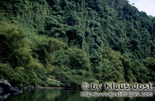 Rainforest/Viti Levu/Fiji        Mysterious dense rainforest on the Navua River 