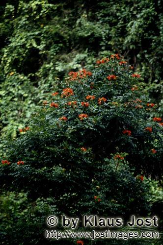 Rainforest/Viti Levu/Fiji        Red flowers in the rain forest    