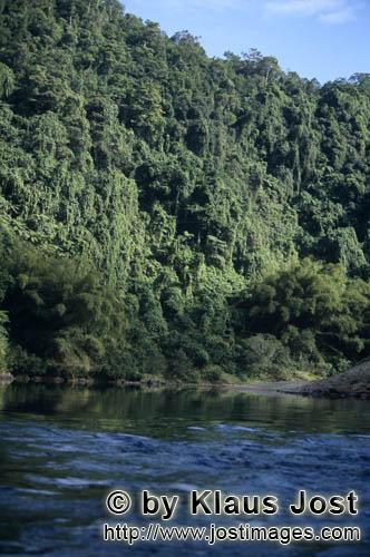 Rainforest/Viti Levu/Fiji        Green impenetrable wall on the Navua River