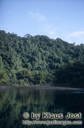 Fiji Regenwald/Fiji Rainforest        Rain forest at the river    