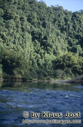 Rainforest/Viti Levu/Fiji        Dense rain forest to the river    