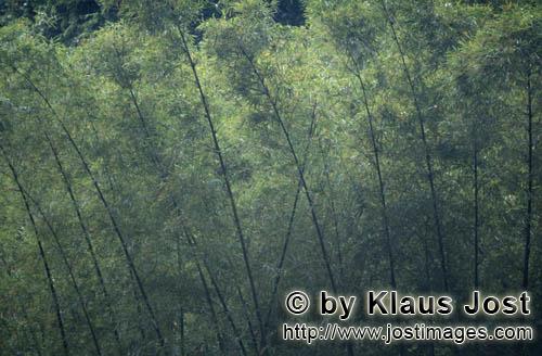 Rainforest/Viti Levu/Fiji        Bamboo plants in the Fiji rainforest                