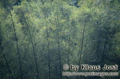 Rainforest/Viti Levu/Fiji        Bamboo in the rain forest