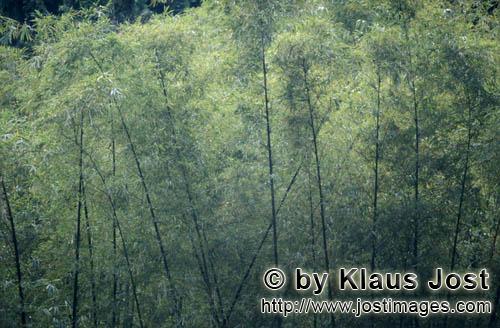 Rainforest/Viti Levu/Fiji        Evergreen bamboo in the rainforest                