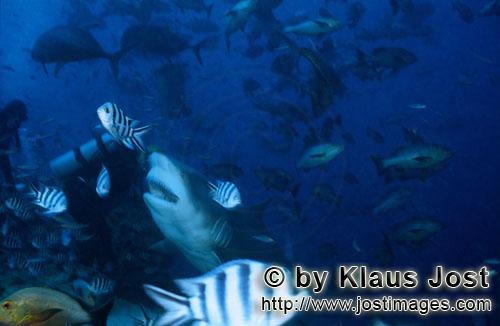 Bullenhai/Bull Shark/Carcharhinus leucas        Bull shark and diver        Together with the Tiger 