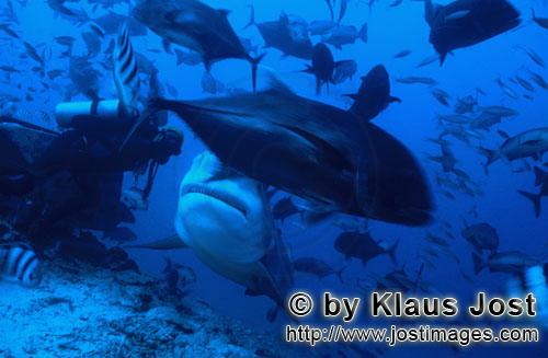 Bullenhai/Bull Shark/Carcharhinus leucas        Bull Shark and diver        Together with the Tiger 