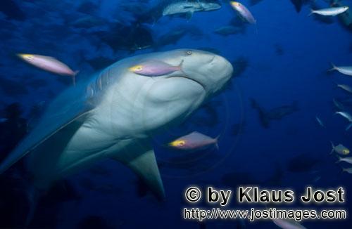 Bullenhai/Bull Shark/Carcharhinus leucas        Bull-shark-underside        Together with the Tiger 