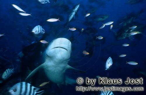 Bullenhai/Bull Shark/Carcharhinus leucas        Bull Shark underside        Together with the Tiger 