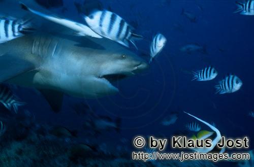 Bullenhai/Bull Shark/Carcharhinus leucas        Bull shark with open mouth         Together with the