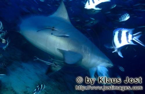 Bull Shark/Carcharhinus leucas        Bull Shark can bite harder than a great white shark        Tog