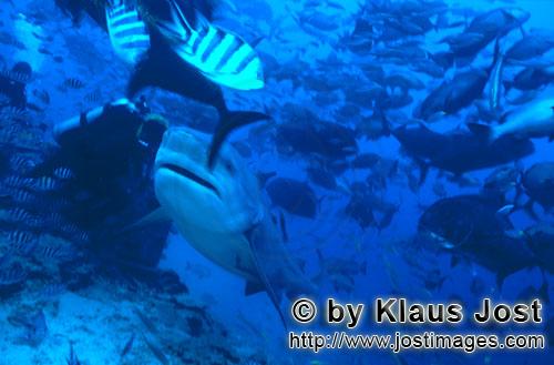 Bull Shark/Carcharhinus leucas        Bull Shark and diver        Together with the Tiger Shark and 