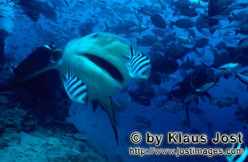 Bullenhai/Bull Shark/Carcharhinus leucas        Bull Shark         Together with the Tiger Shark and