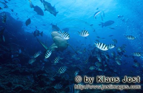 Bullenhai/Bull Shark/Carcharhinus leucas        Bull Shark an coral fishes        Together with the 