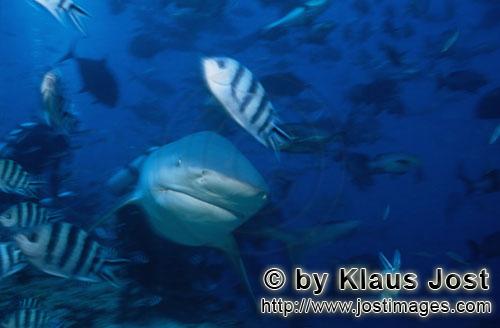 Bullenhai/Bull Shark/Carcharhinus leucas        Bull shark        Together with the Tiger Shark and 