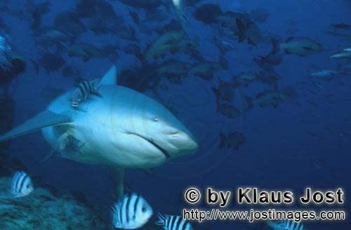 Bullenhai/Bull Shark/Carcharhinus leucas        Bull Shark with fishining-lineg line        Together