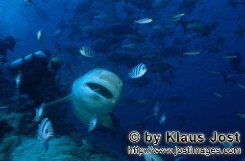 Bullenhai/Bull Shark/Carcharhinus leucas        Bull Shark         Together with the Tiger Shark and