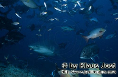Bullenhai/Bull Shark/Carcharhinus leucas        Bull shark surrounded by reef fishes        Together