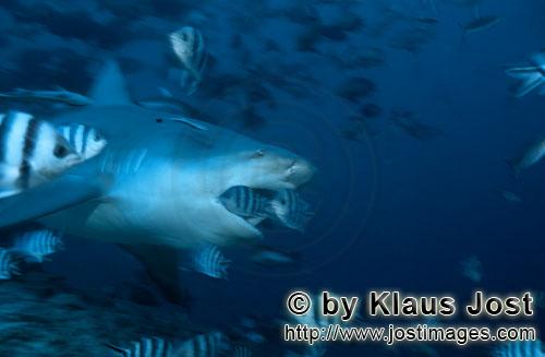 Bull Shark/Carcharhinus leucas        Bull shark with open mouth        Together with the Tiger Shar