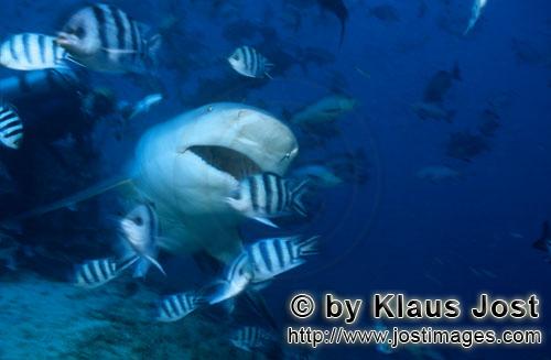 Bullenhai/Bull Shark/Carcharhinus leucas        Bull with a slightly open mouth        Together with
