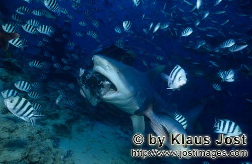 Bullenhai/Bull Shark/Carcharhinus leucas        Bull takes the fish bait        Together with the Ti