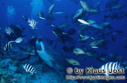 Bullenhai/Bull Shark/Carcharhinus leucas        Bull Shark takes the fish bait        Together with 