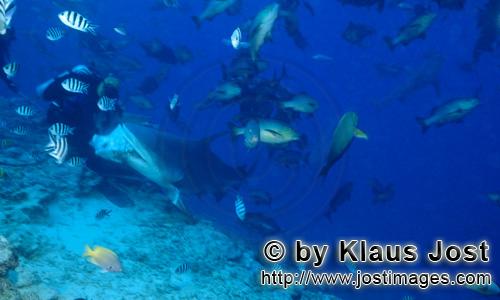 Bull Shark/Carcharhinus leucas        Bull shark bites into fish baits        Together with the Tige