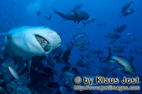 Bullenhai/Bull Shark/Carcharhinus leucas        Bull shark with fish bait        Together with the T
