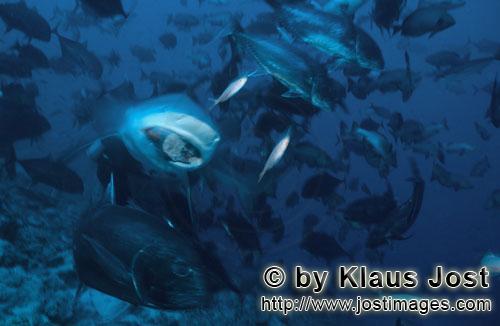 Bull Shark/Carcharhinus leucas        Together with the Tiger Shark and the White Shark, the Bull Sh