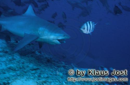 Bullenhai/Bull Shark/Carcharhinus leucas        Bull shark with fish bait        Together with the T