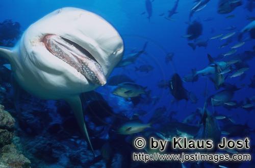 Bullenhai/Bull Shark/Carcharhinus leucas        Bull shark tearing pieces off the fish bait         