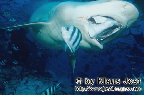 Bullenhai/Bull Shark/Carcharhinus leucas        Bull shark takes the fish bait        Together with 