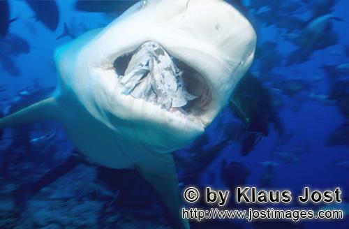 Bull Shark/Carcharhinus leucas        Bull shark with fish bait        Together with the Tiger Shark